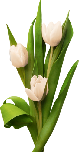 Tulipe