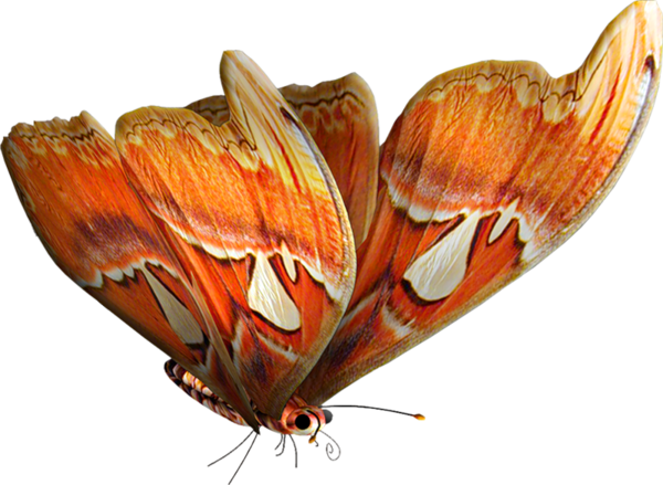 Papillons