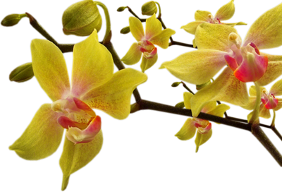 FLEURS ( Orchidées )