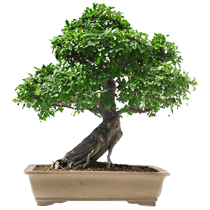 Bonsai