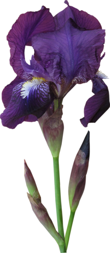 IRIS