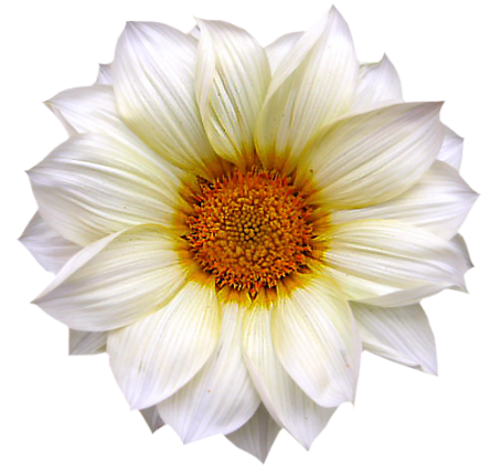  marguerite / gerbera