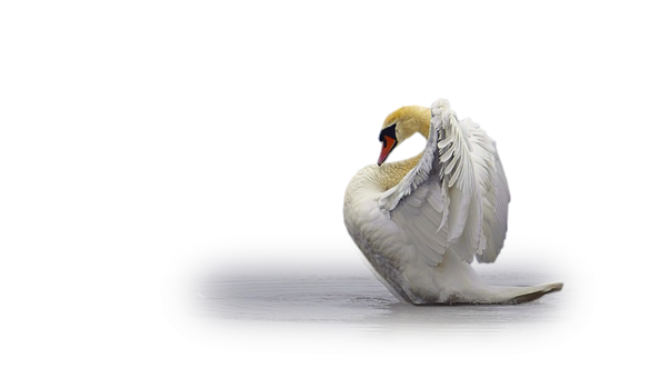 Cygne