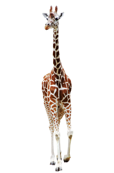 animaux (GIRAFES )