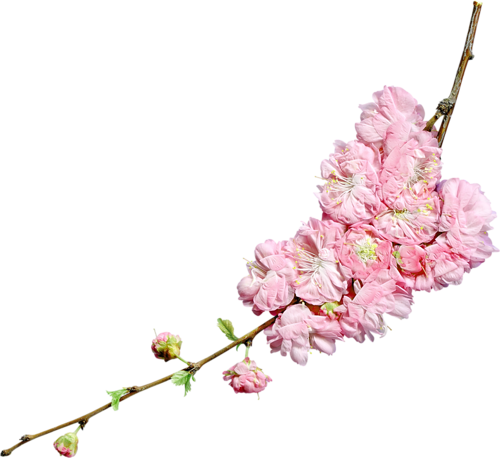 Fleurs ( branches )