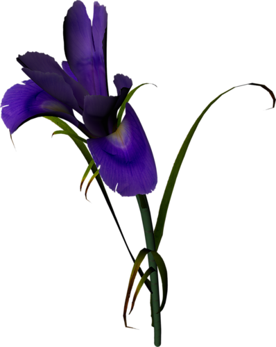 IRIS