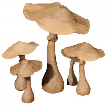 Champignons