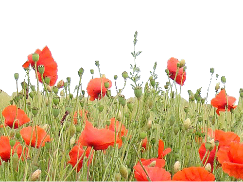 Coquelicot / pavot etc