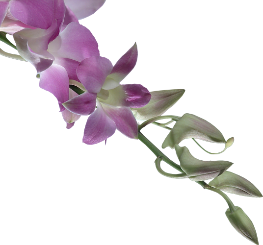 FLEURS ( Orchidées )