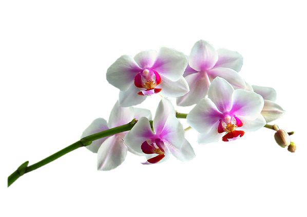 FLEURS ( Orchidées )