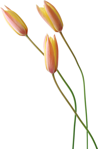 Tulipe