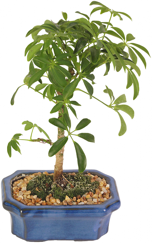 BONSAI