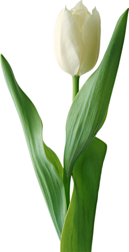 Tulipe