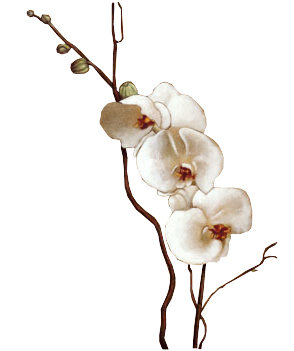 FLEURS ( Orchidées )