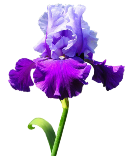 IRIS