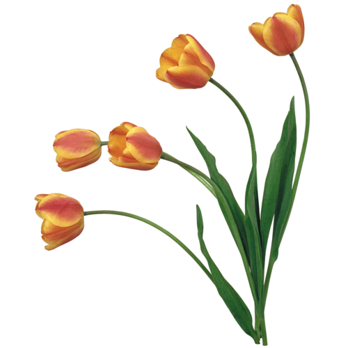 Tulipe