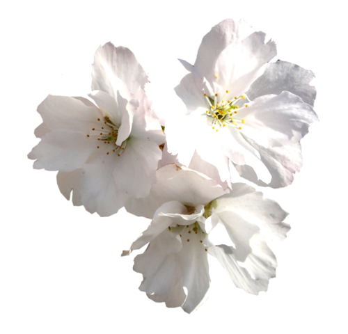 TUBES FLEURS  ( Magnolia )