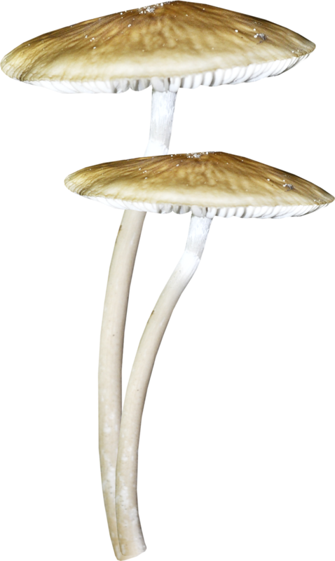 Champignons