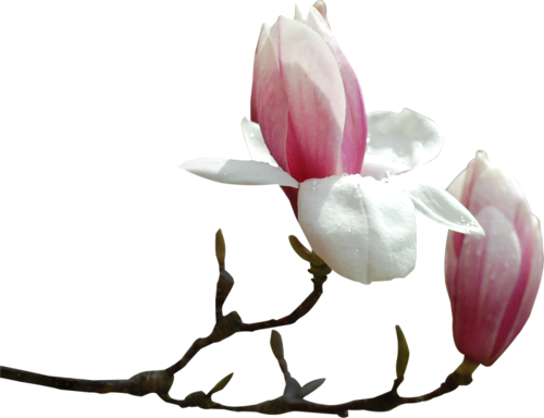 TUBES FLEURS  ( Magnolia )