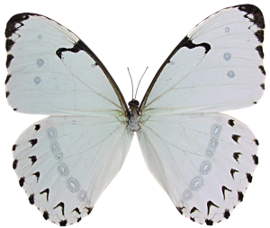 PAPILLONS