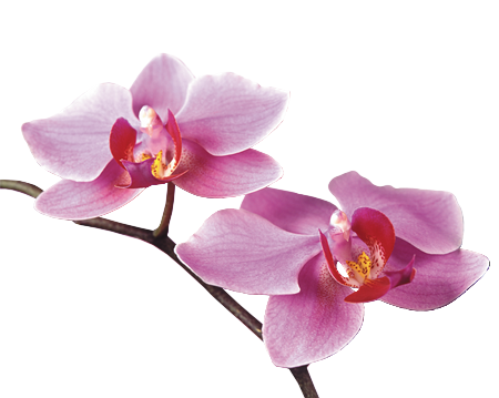 FLEURS ( Orchidées )