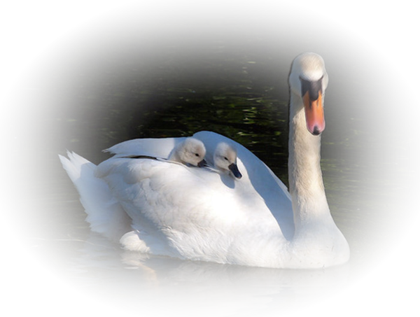 Cygne