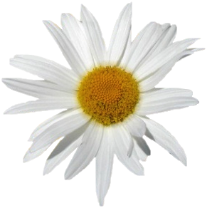  marguerite / gerbera