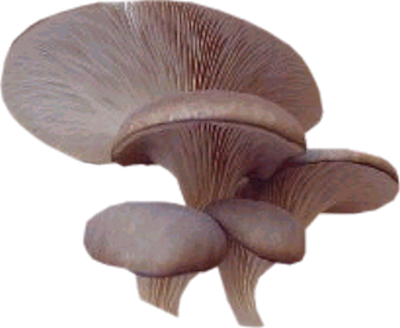 Champignons