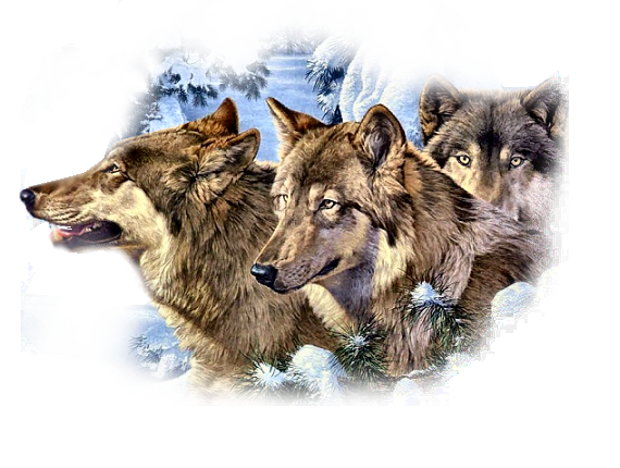 ANIMAUX( LOUPS )