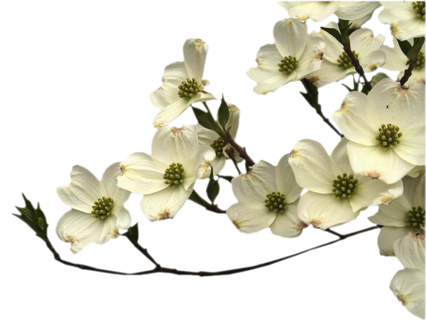 Tubes fleurs  / branches fleuries