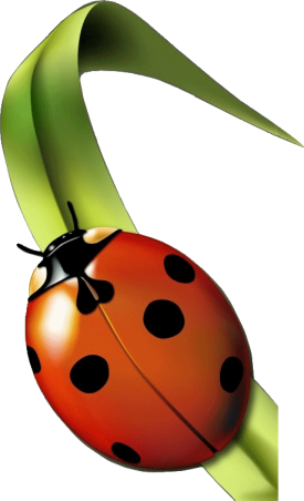 COCCINELLES