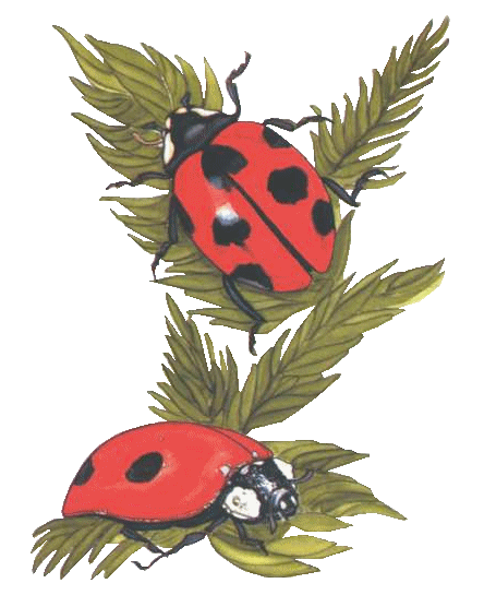 Coccinelle