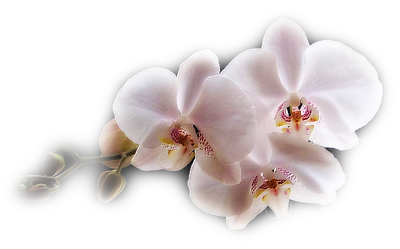 FLEURS ( Orchidées )