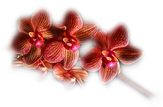 ORCHIDEE