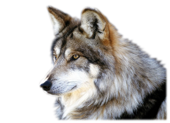 ANIMAUX( LOUPS )