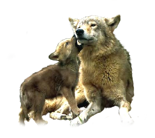 ANIMAUX( LOUPS )