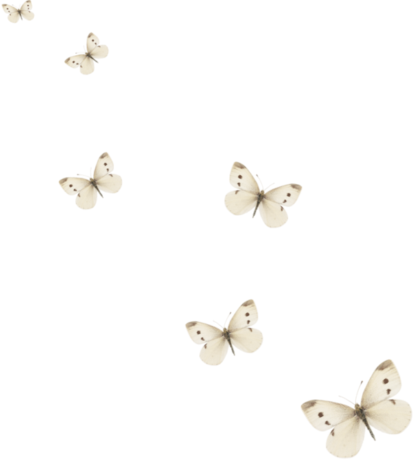 Papillons