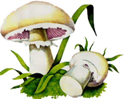 Champignons