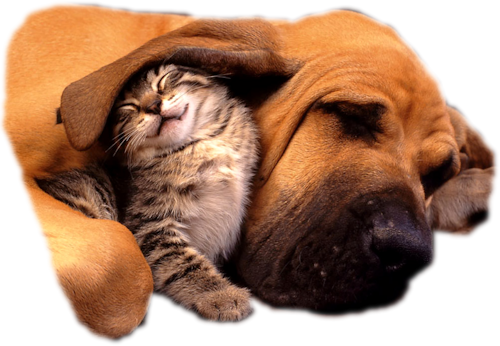 CHIENS ET CHATS