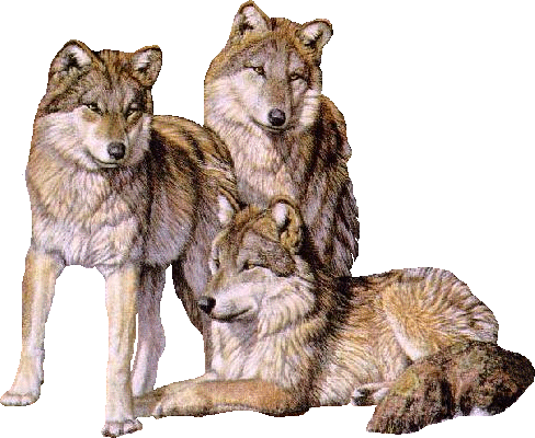 Loups