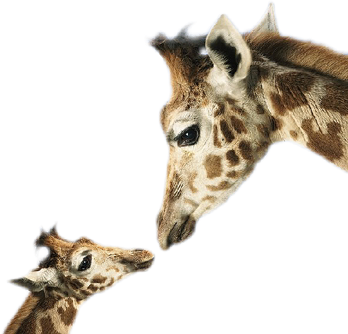 animaux (GIRAFES )