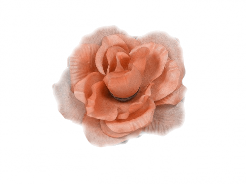Fleurs ( Roses )