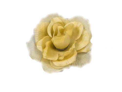 Fleurs ( Roses )