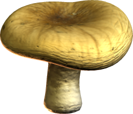 Champignons