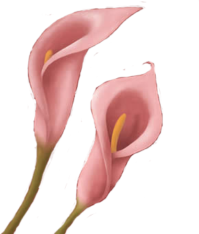 Fleurs Arum