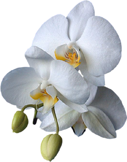 FLEURS ( Orchidées )