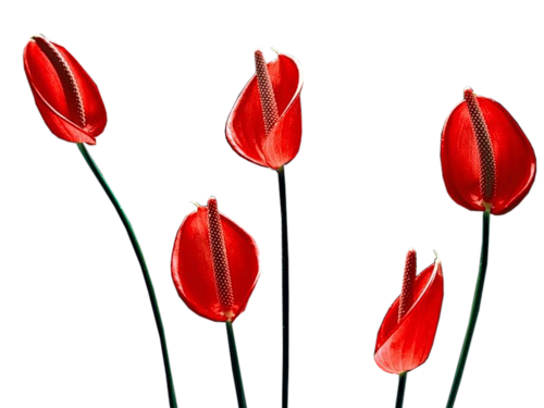 Fleurs Arum