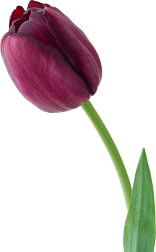 Tulipe