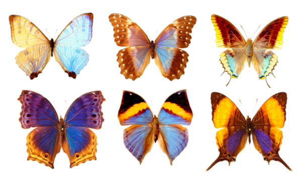 Papillons