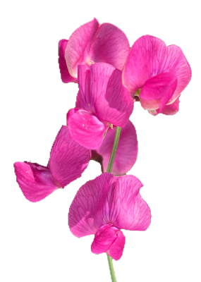 ORCHIDEE